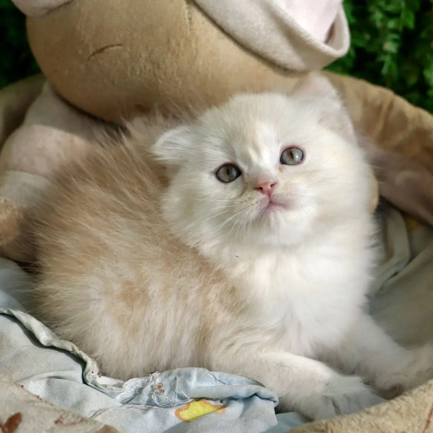 جمعه سیاه پیشی|گربه|اصفهان, کوجان|دیوار