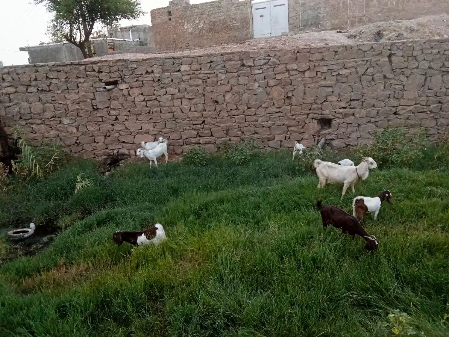 نه عدد بز و بیگ|حیوانات مزرعه|مسجد سلیمان, |دیوار
