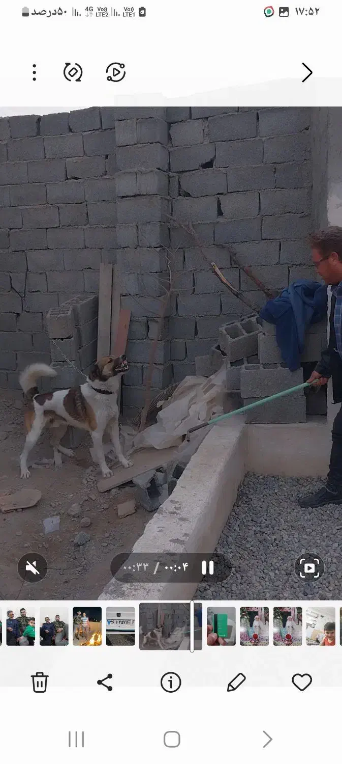 سگ گمشده|سگ|نسیم‌شهر, |دیوار