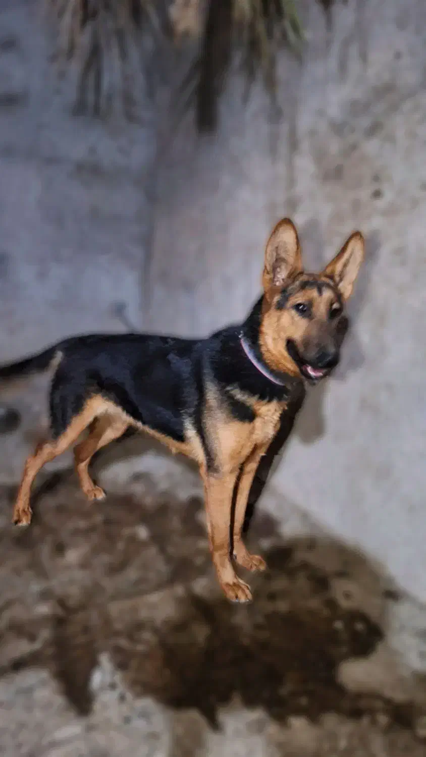 سگ ژرمن 10 ماهه ماده شناسنامه دار|سگ|بم, |دیوار