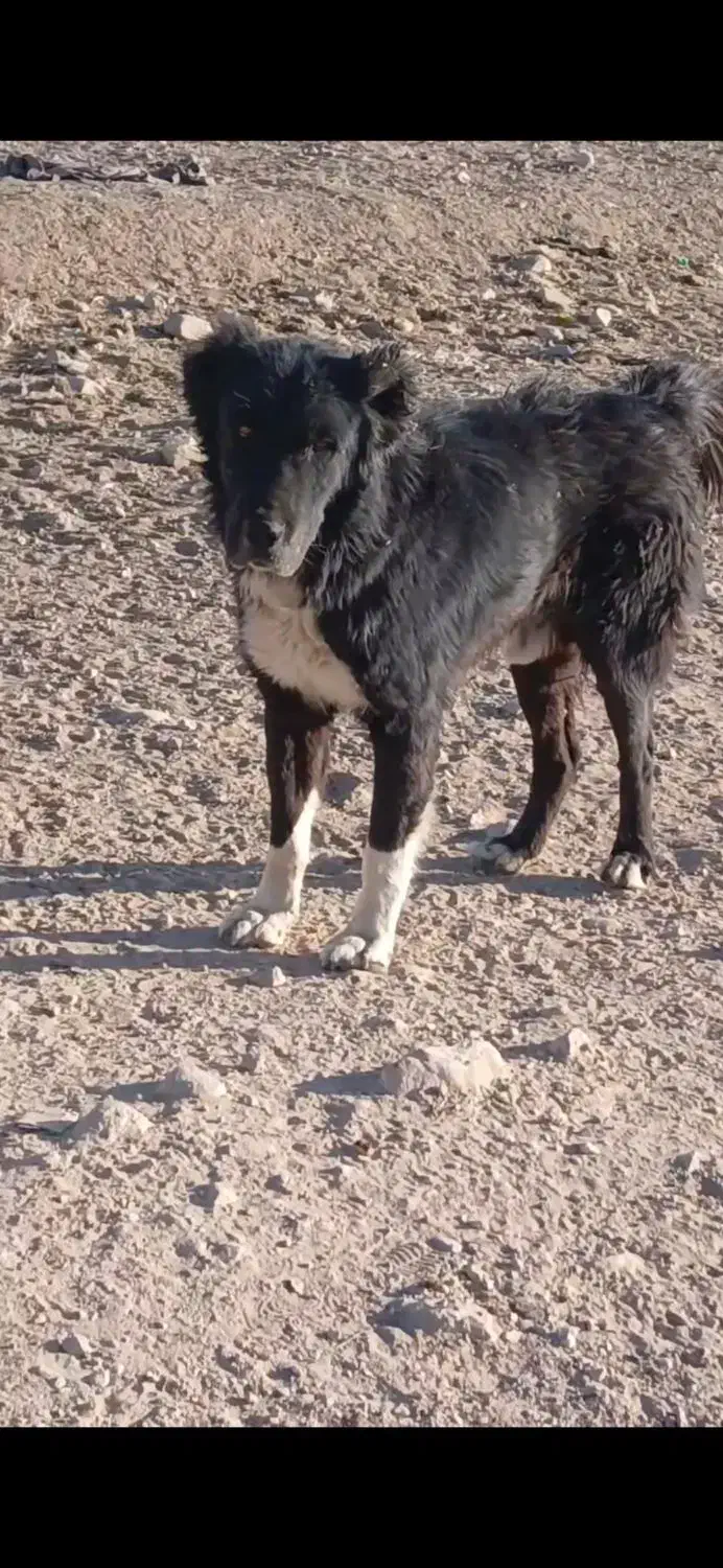 دلبر سیاه به فروش میرسد|سگ|پاسارگاد, |دیوار