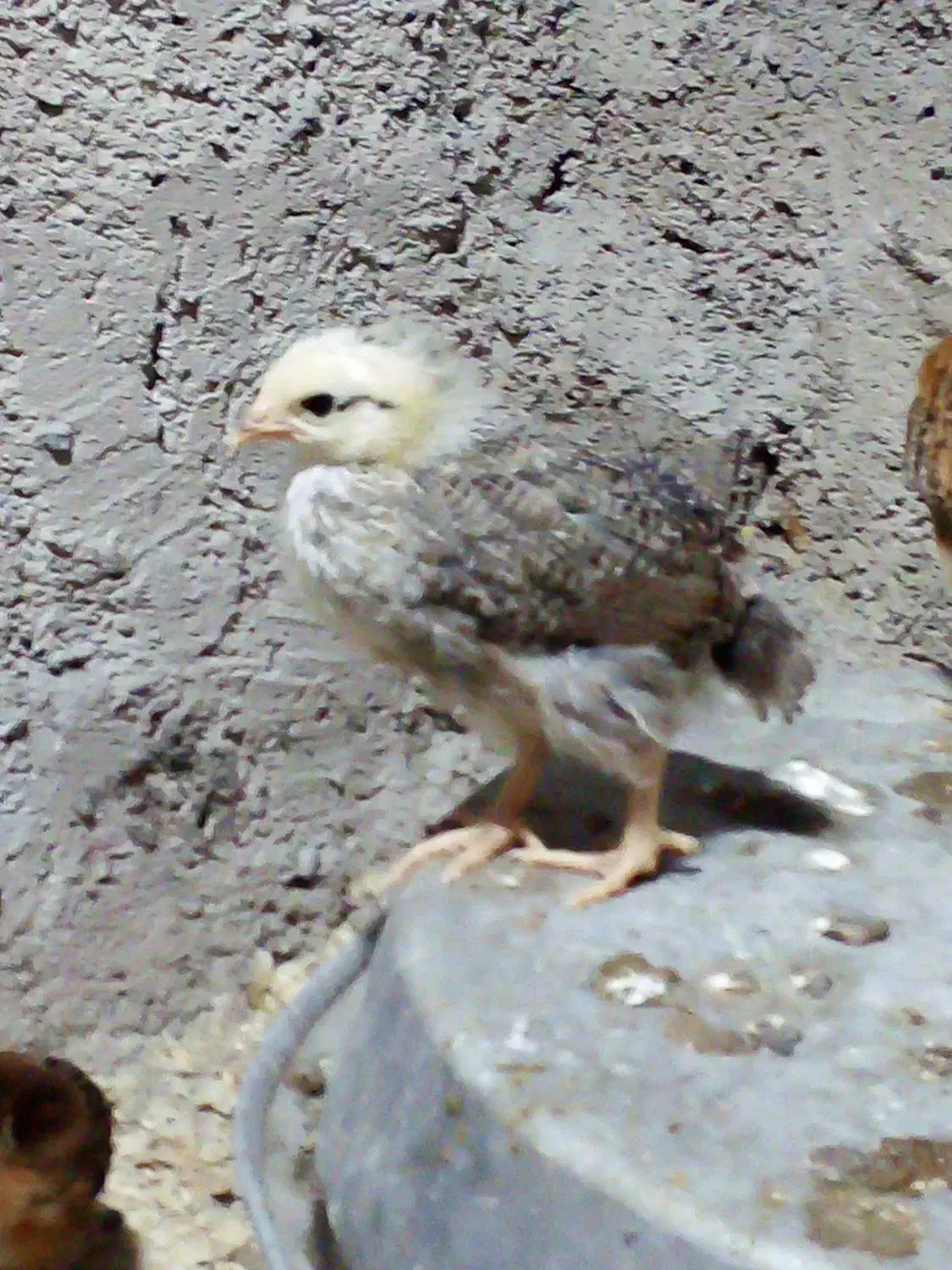 جوجه محلی کبابی|حیوانات مزرعه|سنگر, |دیوار