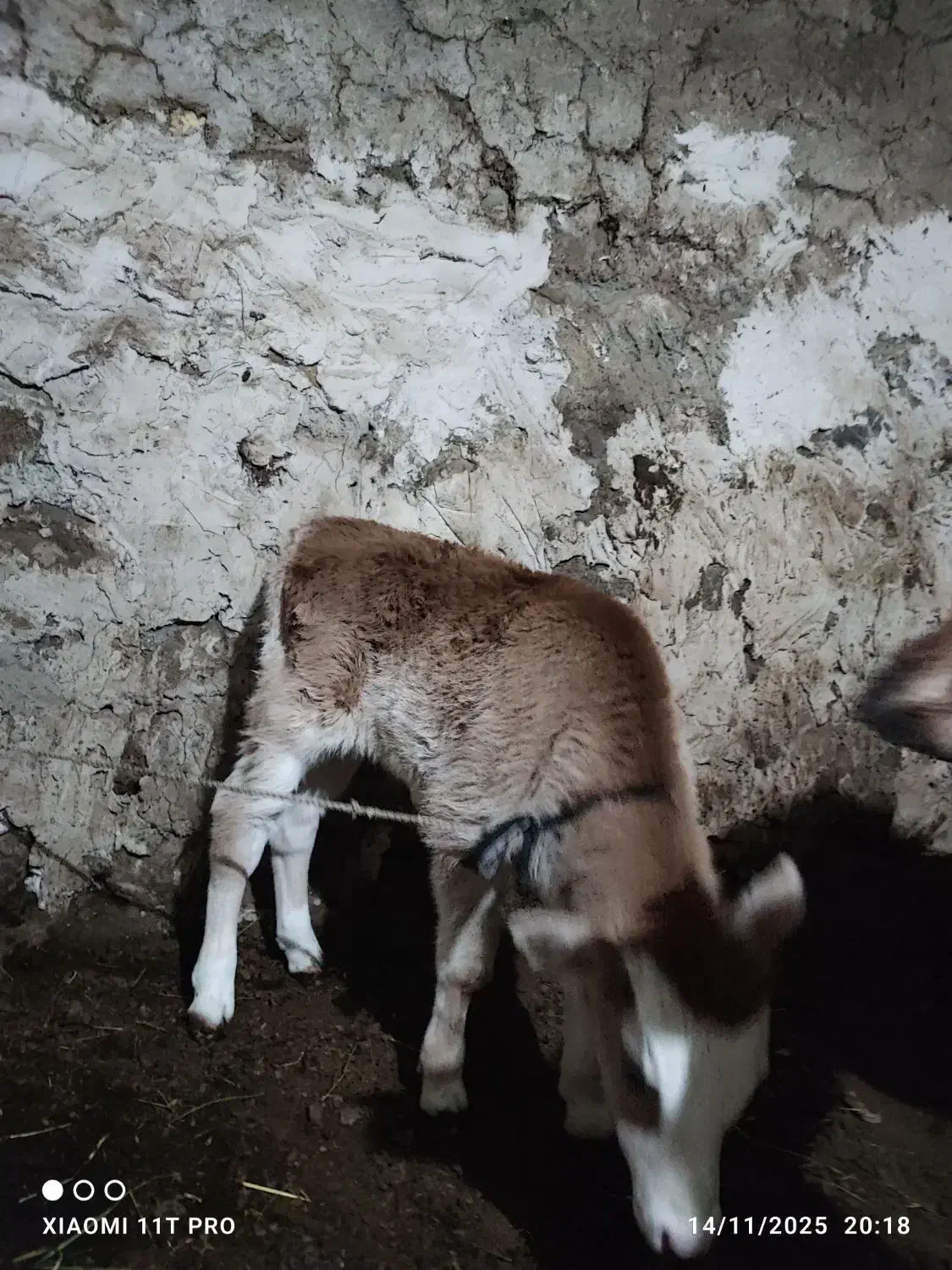 گاو|حیوانات مزرعه|سیلوانه, |دیوار