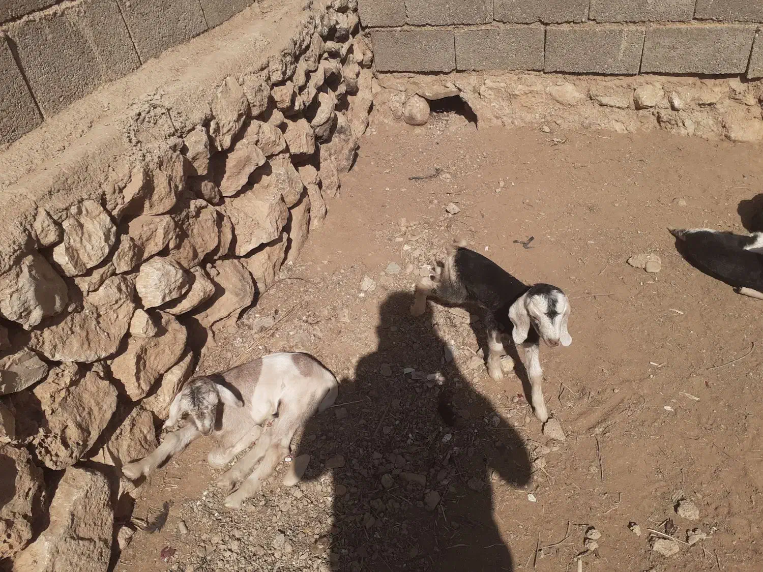 کهره شیری|حیوانات مزرعه|طسوج, |دیوار