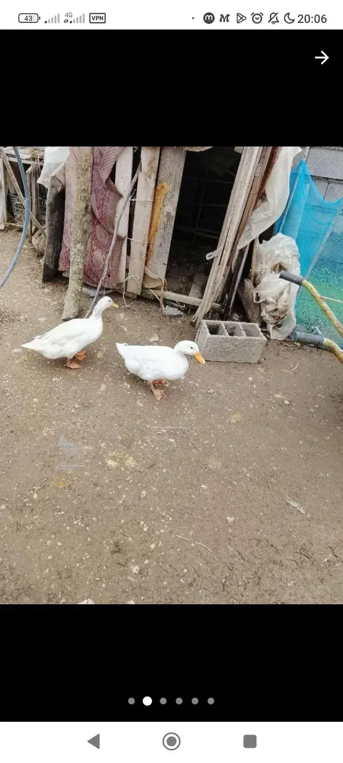 فروش اردک محلی سفید خوشگل بزرگ امساله|حیوانات مزرعه|شفت, |دیوار