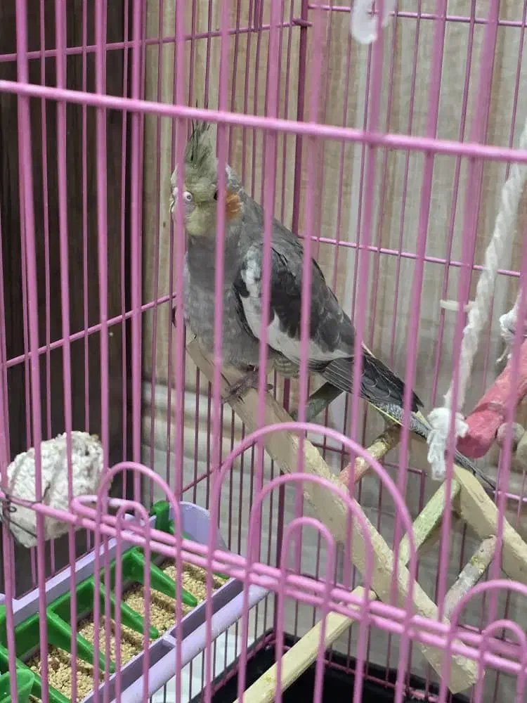 فروش ۲ عدد جوجه عروس هلندی|پرنده|اهواز, منازل سپاه|دیوار