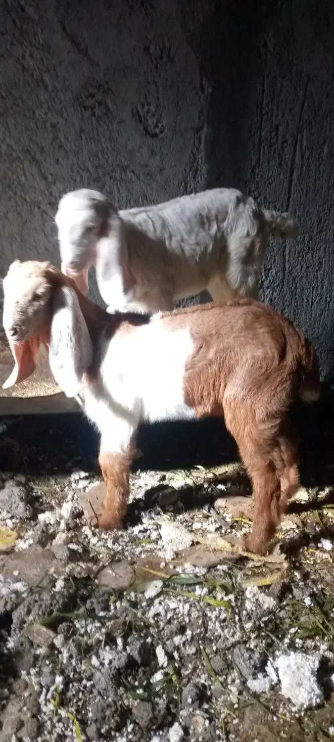 بز و بیگ|حیوانات مزرعه|شوشتر, |دیوار