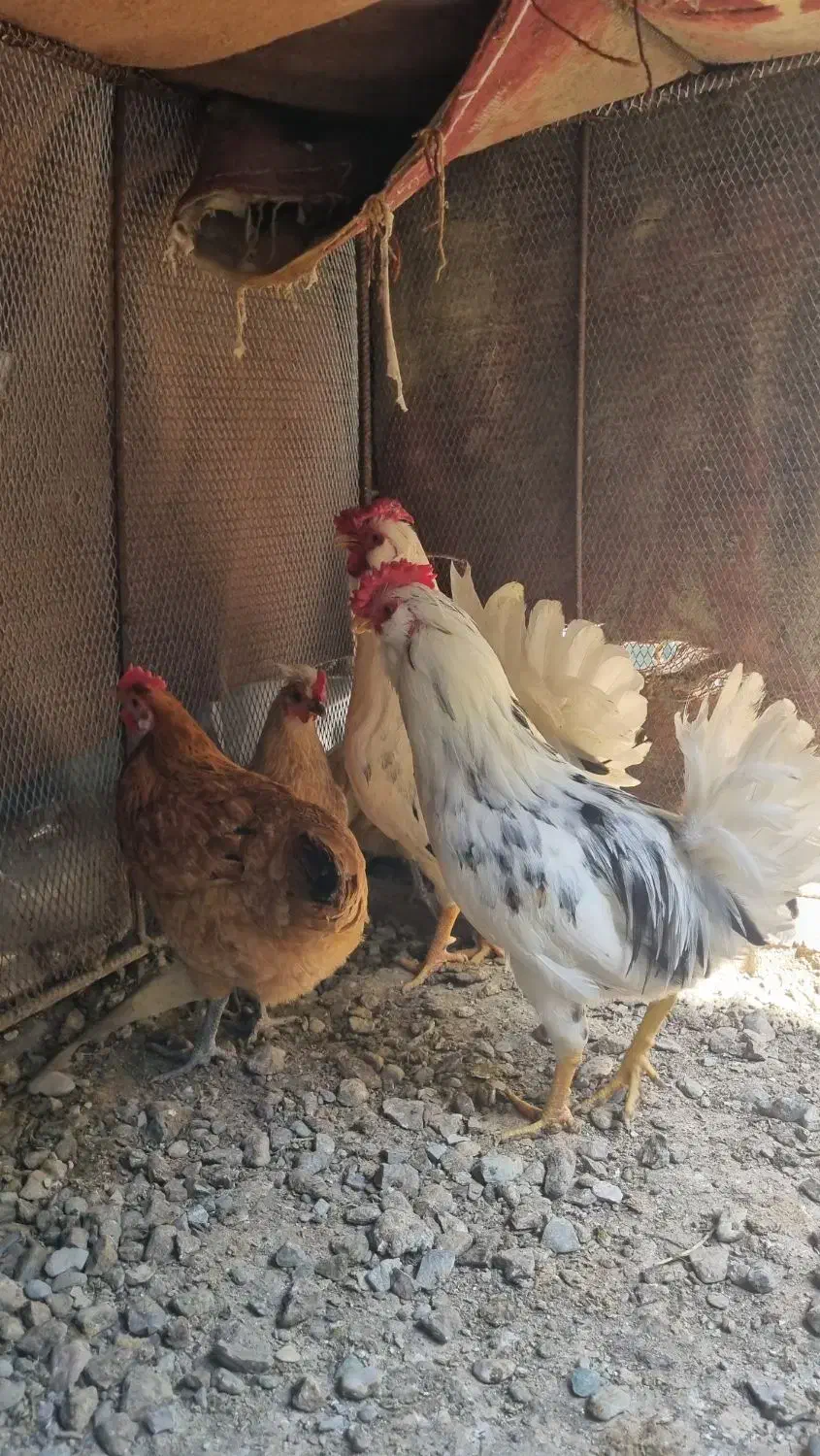 جوجه مرغ|حیوانات مزرعه|رودان, |دیوار