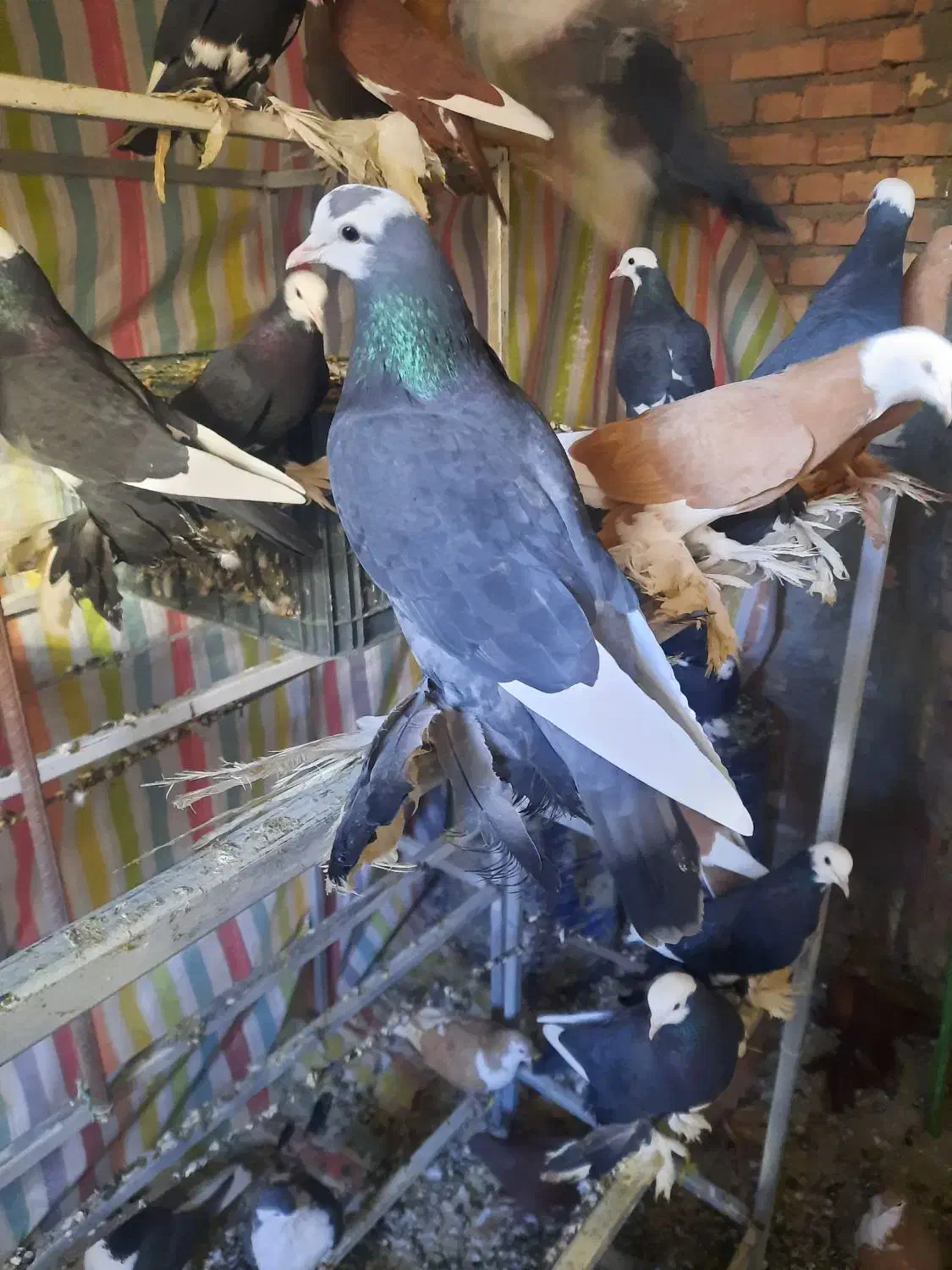 ابلاغ ماده|پرنده|اهر, |دیوار