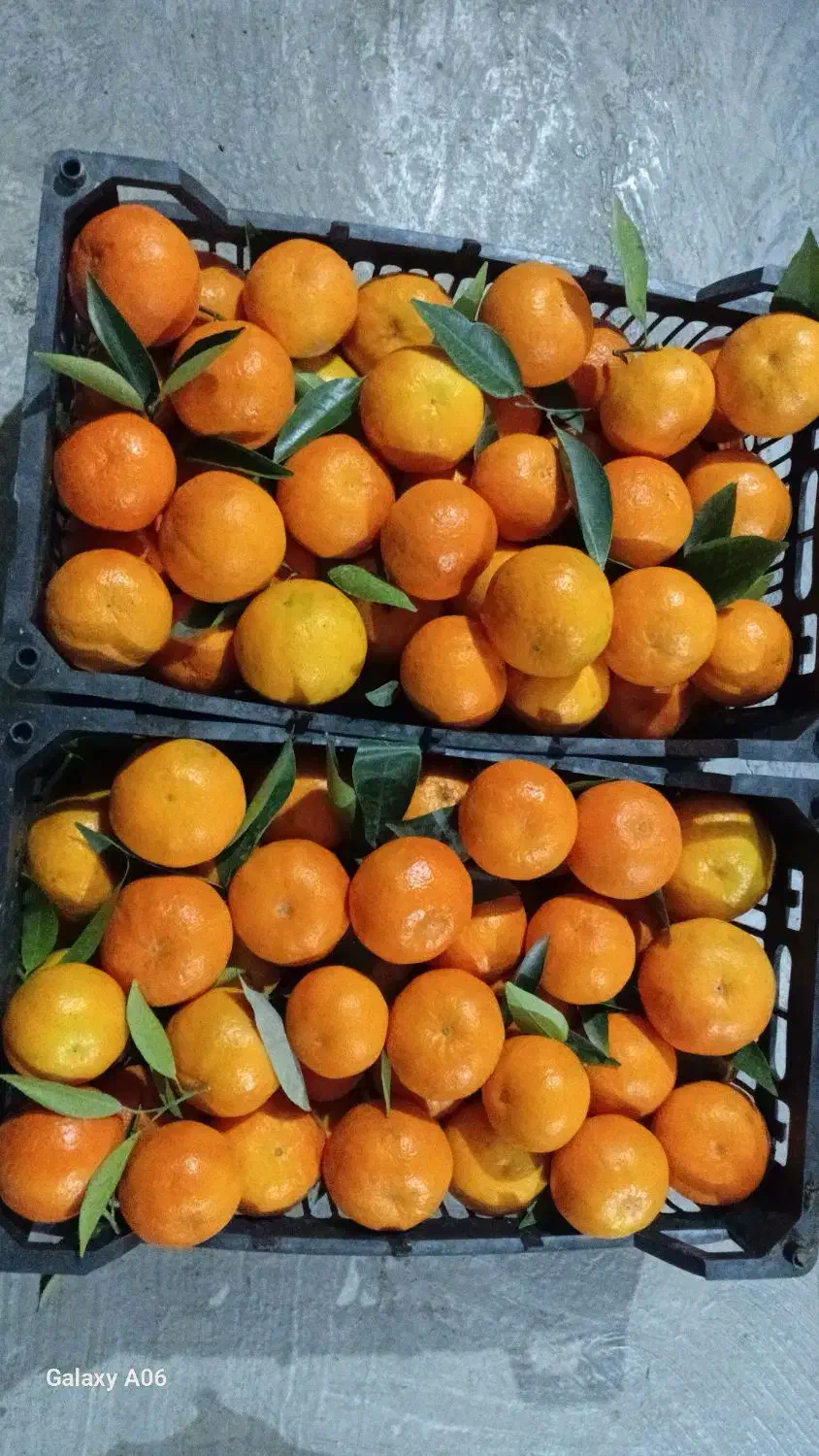 نارنگی پیج|خوردنی و آشامیدنی|بابل, |دیوار