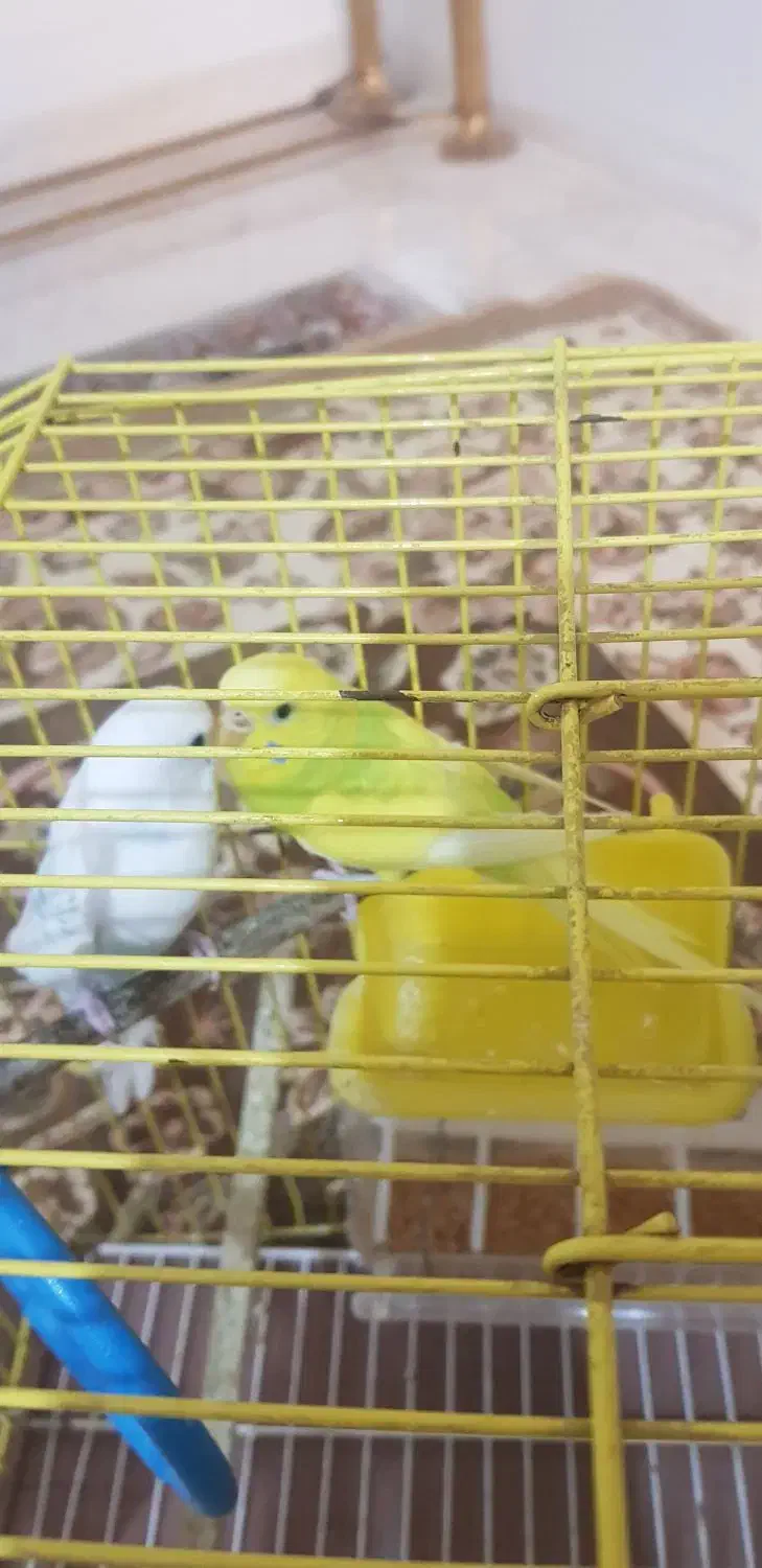 مرغ عشق|پرنده|بروجرد, |دیوار