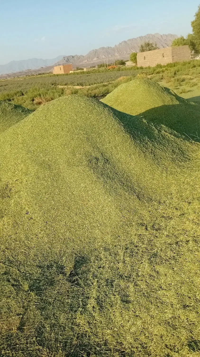 خوراک دام یونجه علف بیده خاش|حیوانات مزرعه|خمک, |دیوار