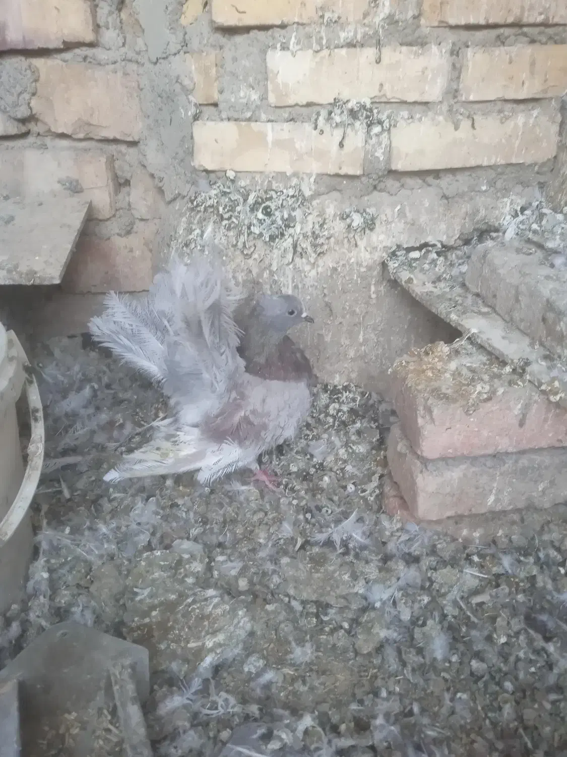 فروش کبوتر|پرنده|خمینی‌شهر, |دیوار