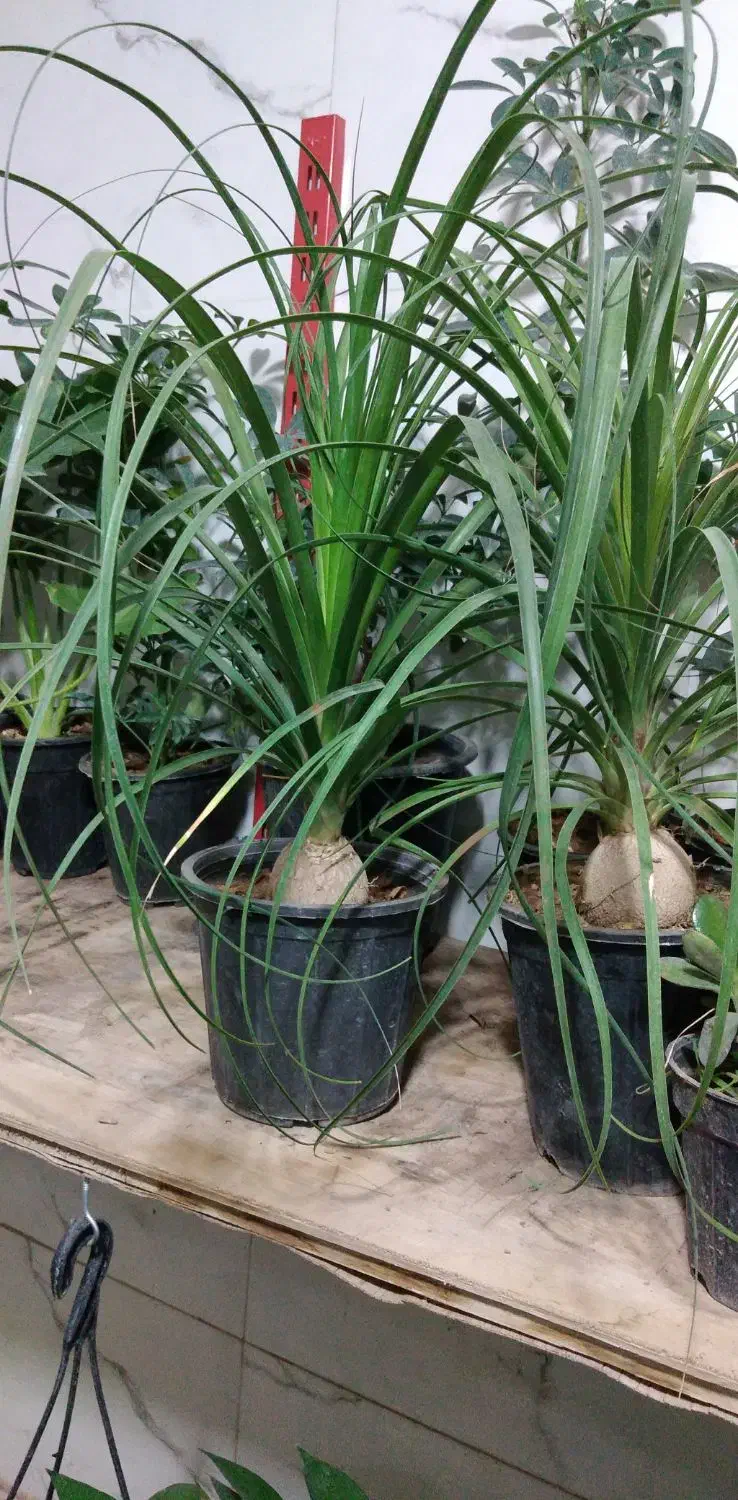 گل لیندا پیاز دار|گل و گیاه طبیعی|شاهینشهر, شهرک گلدیس|دیوار