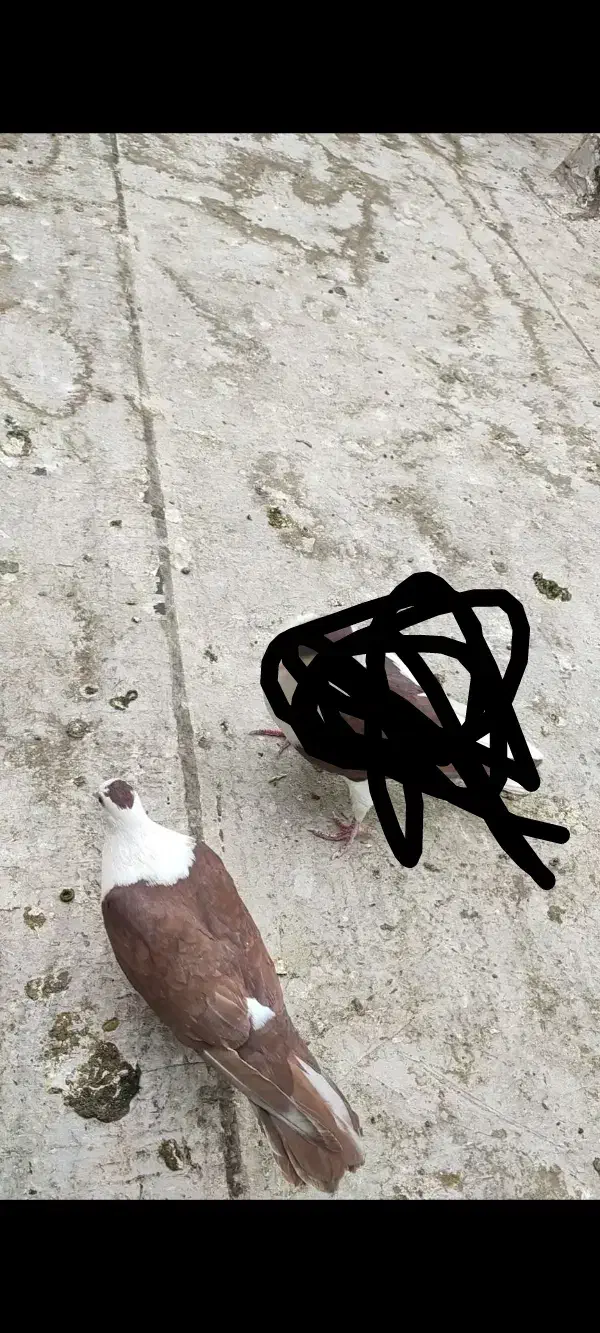 کبوتر.کفتر.گمشده|حیوانات|پاکدشت, پاکدشت (مامازند)|دیوار