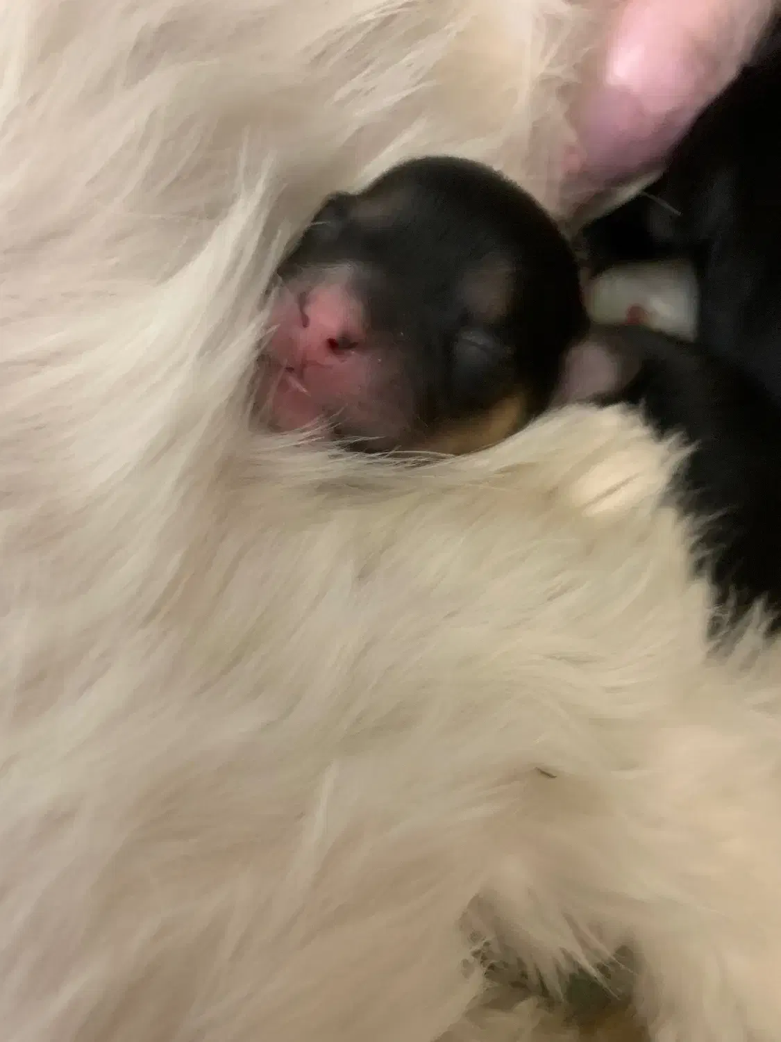 توله سگ نژاد داراصیل وارداتی|سگ|تهران, منیریه|دیوار