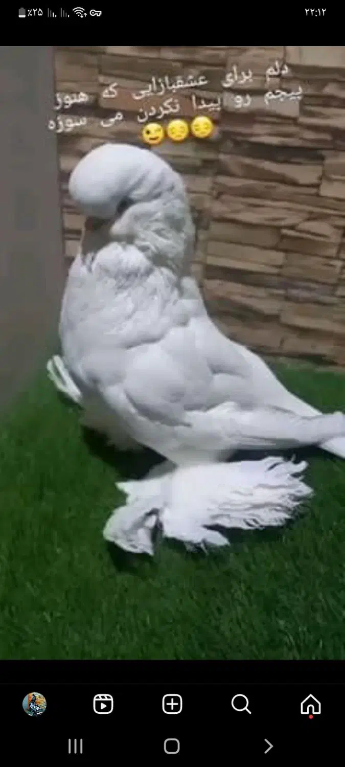 کبوتر زینتی لانگ فیس|پرنده|اصفهان, هفتون|دیوار