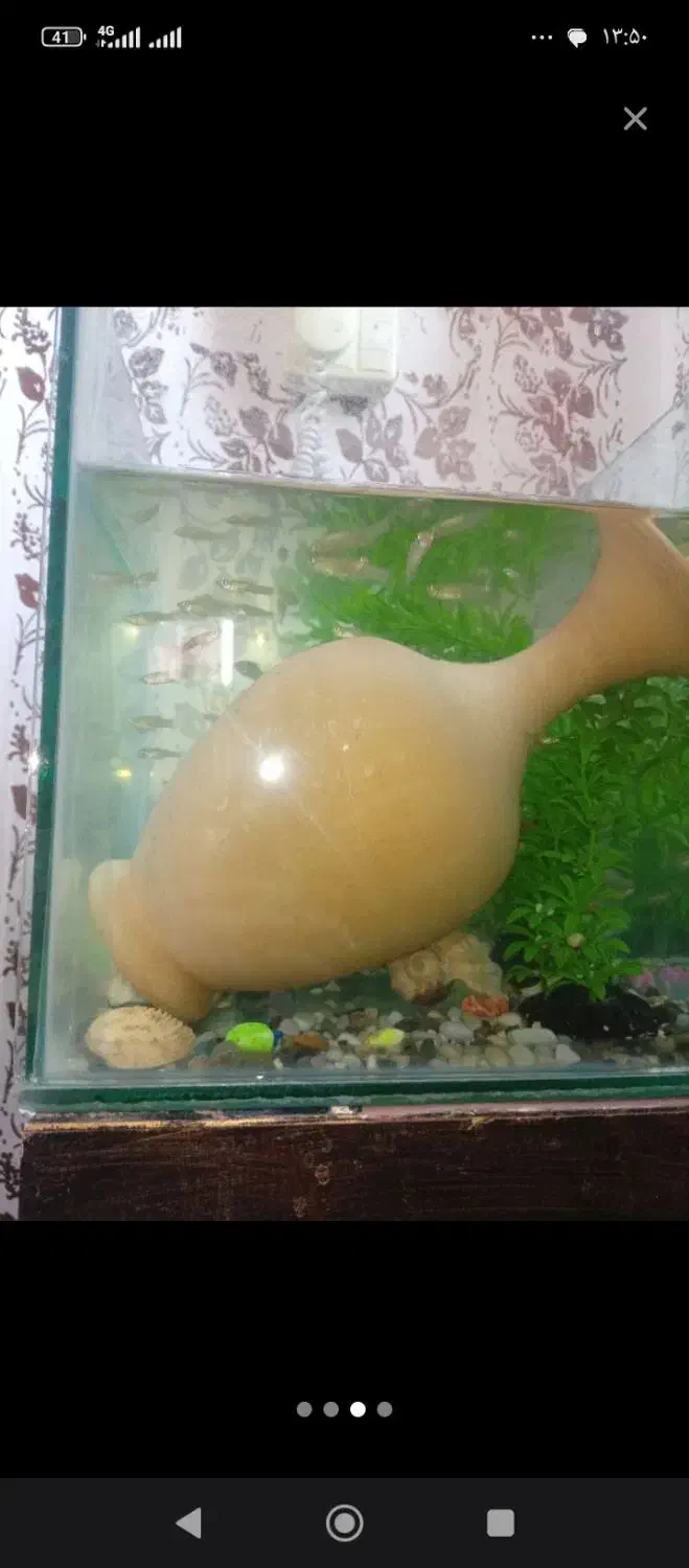 گوپی مولد|ماهی|اردبیل, |دیوار