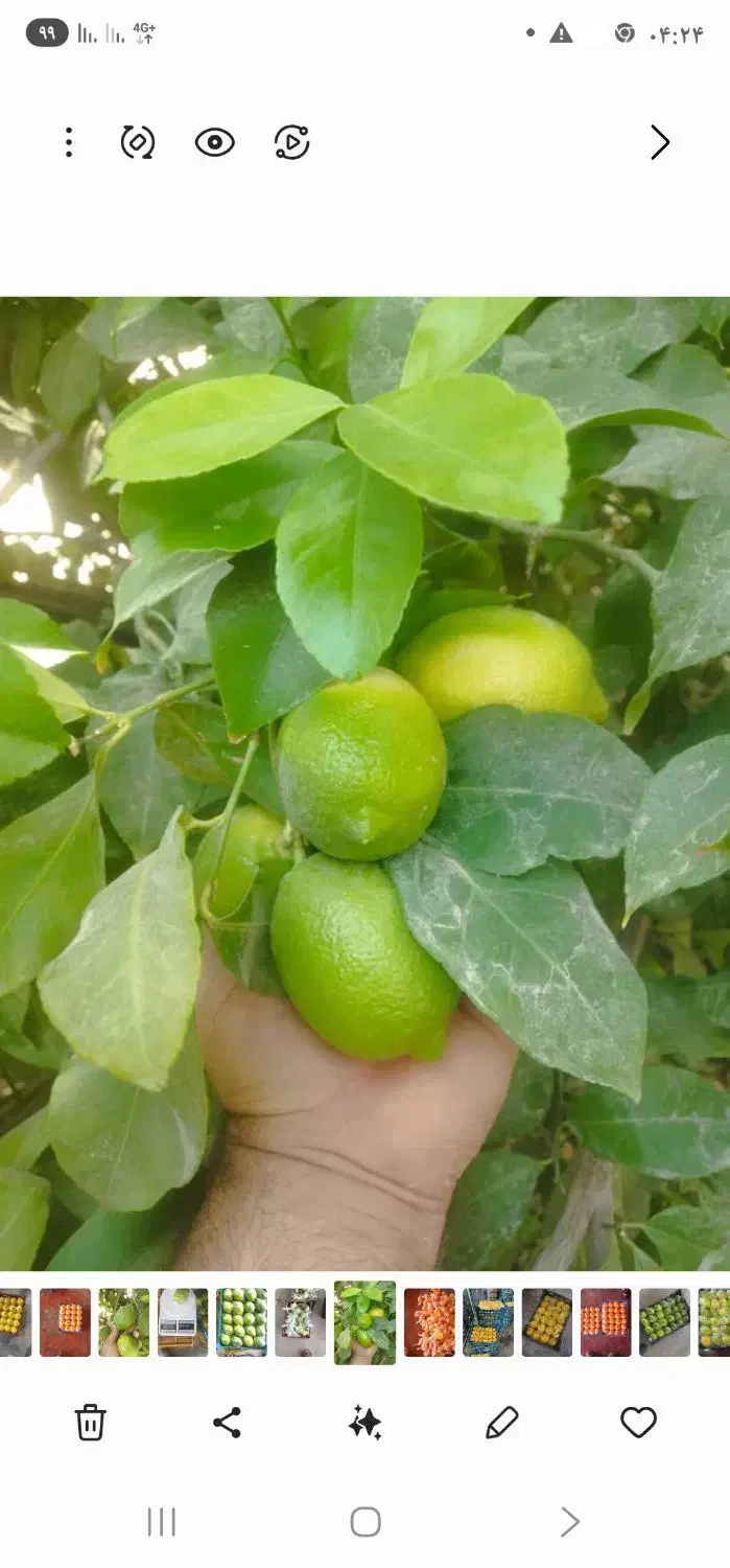 اجاره مغازه ۱۲۰۰ متری|اجارهٔ مغازه و غرفه|داراب, |دیوار
