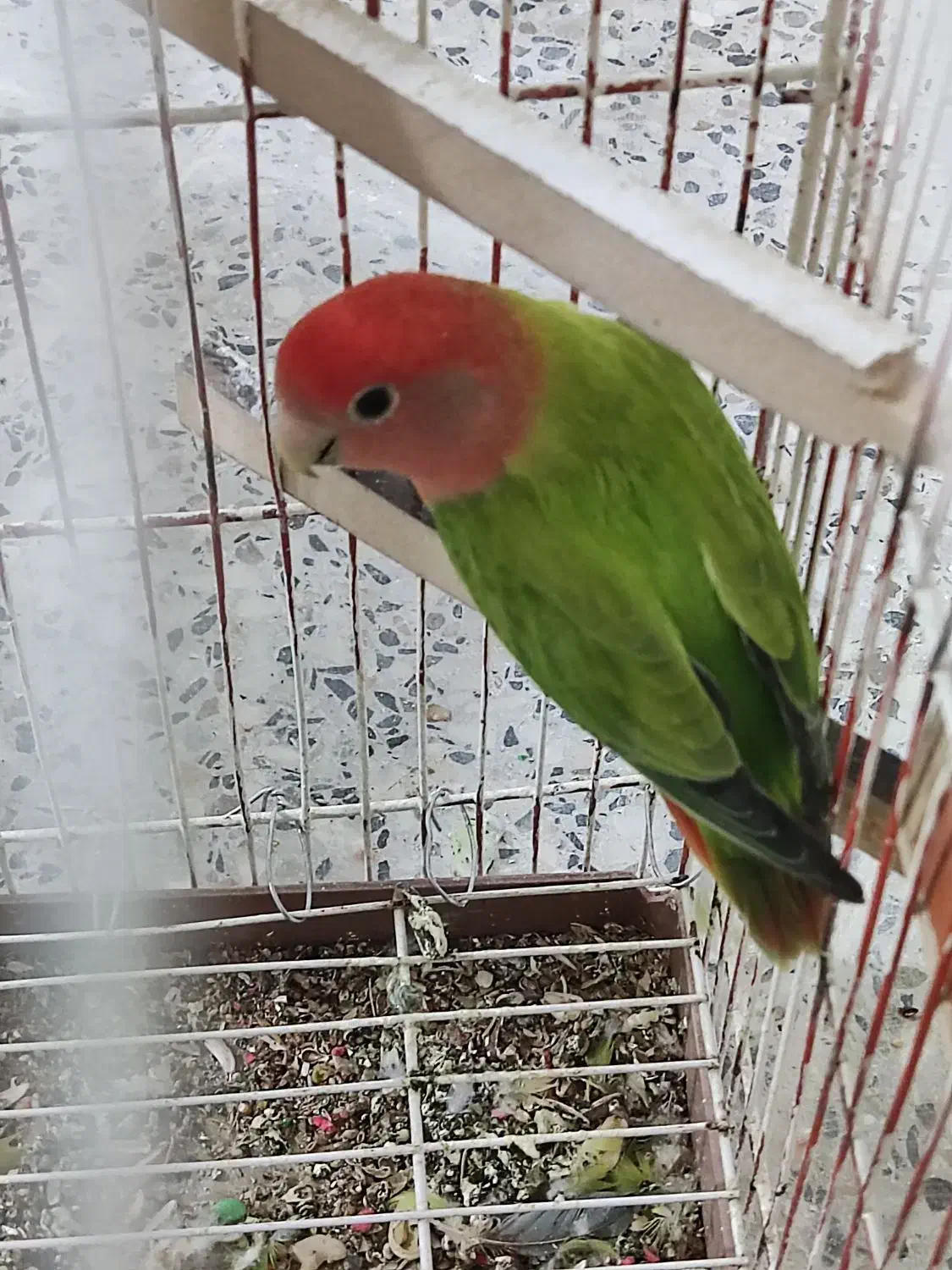 طوطی برزیلی|پرنده|دزفول, |دیوار