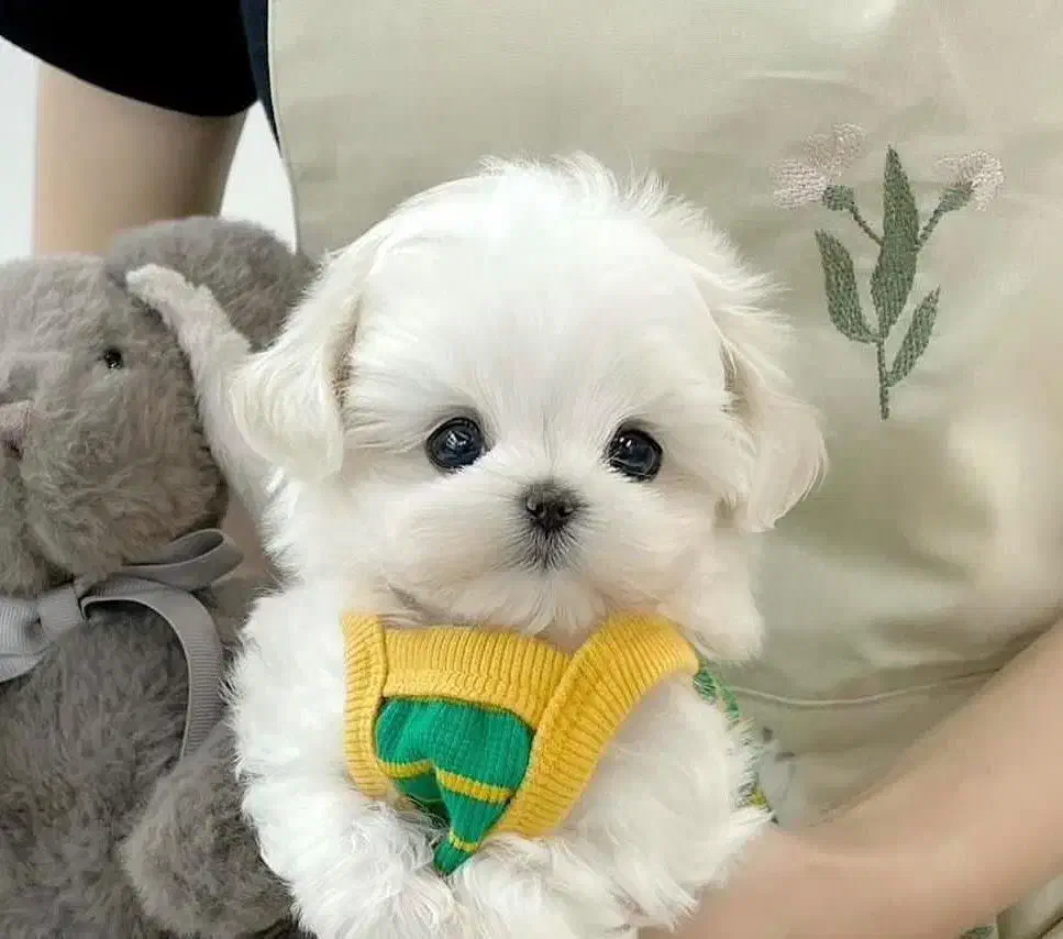 سگ سفید|سگ|زنجان, |دیوار