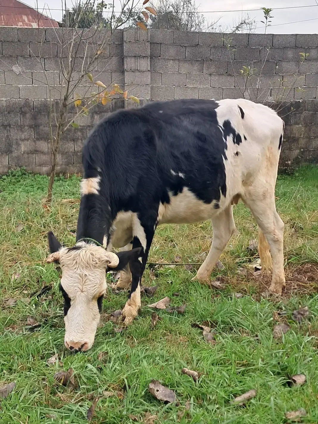 گاو شکم دار|حیوانات مزرعه|گوراب زرمیخ, |دیوار