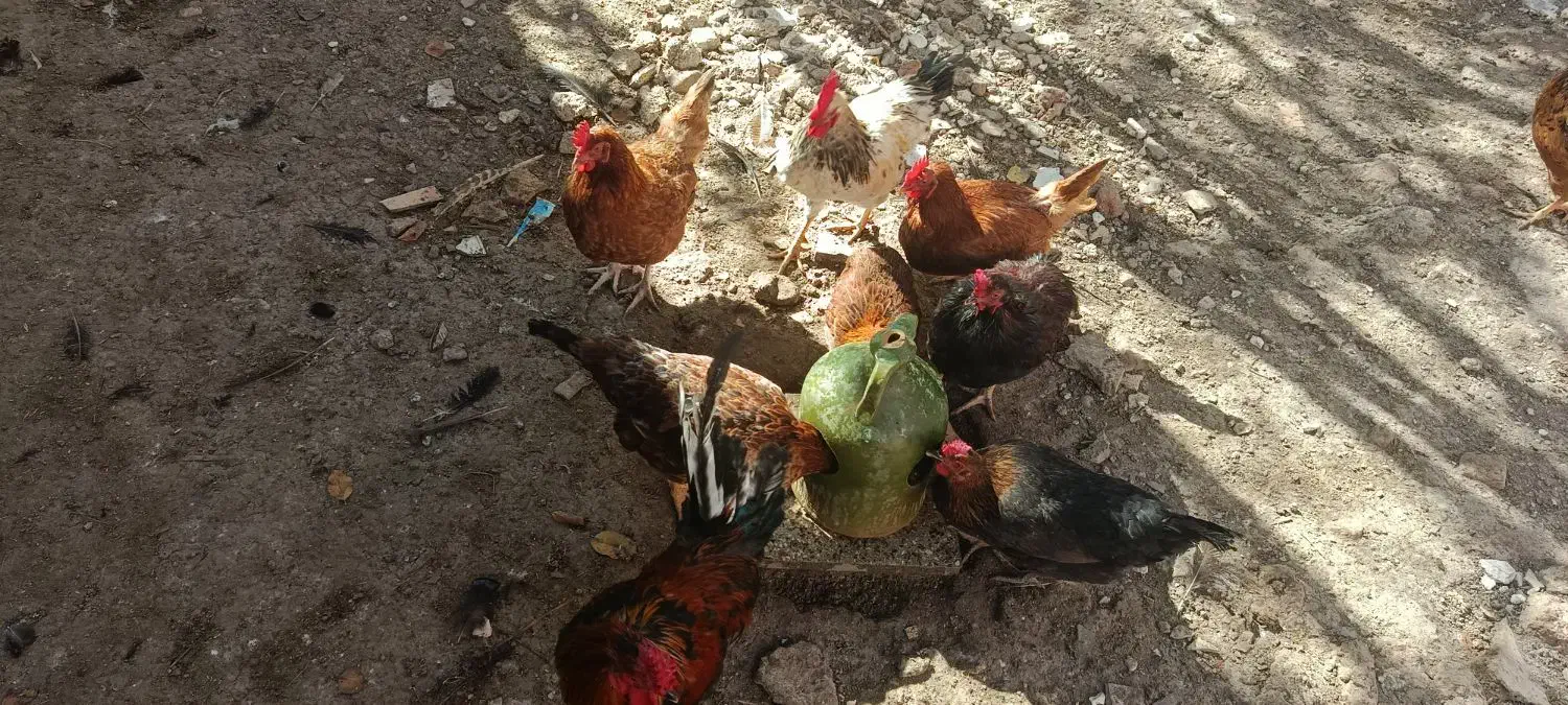 تخم مرغ نطفه|حیوانات مزرعه|اردبیل, |دیوار