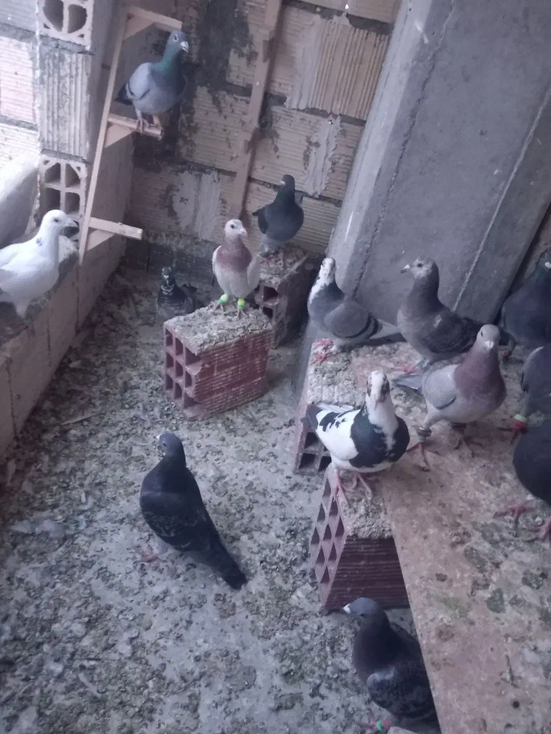 ی دسته آلمانی 19تای یزید|پرنده|بجنورد, |دیوار