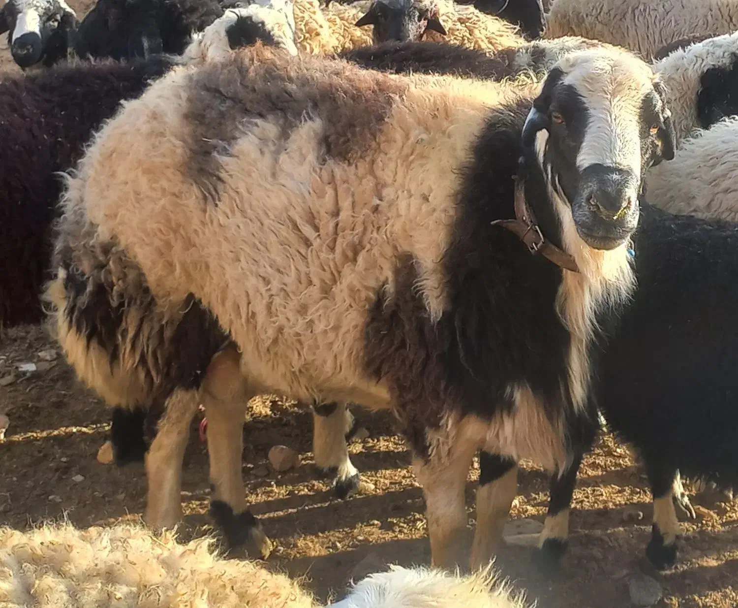 قوچ|حیوانات مزرعه|معصومیه, |دیوار