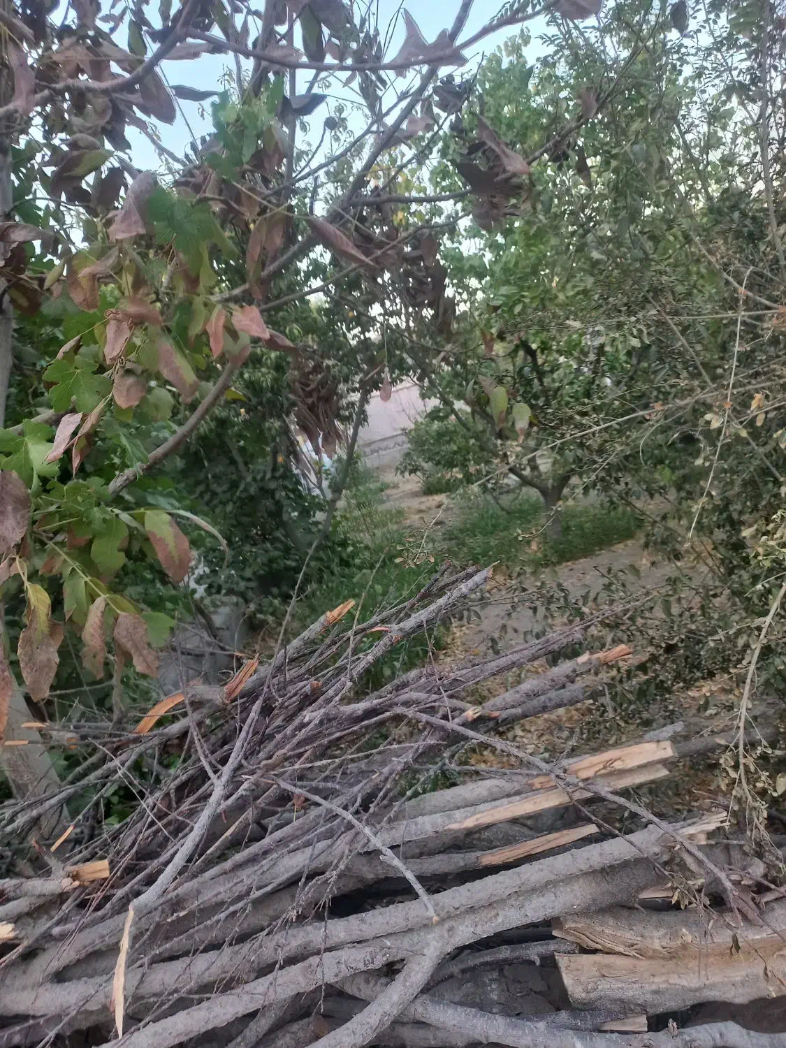 خانه باغ روستایی مناسب زندگی وسکونت و انشعابات|فروش خانه و ویلا|پیر بکران, |دیوار