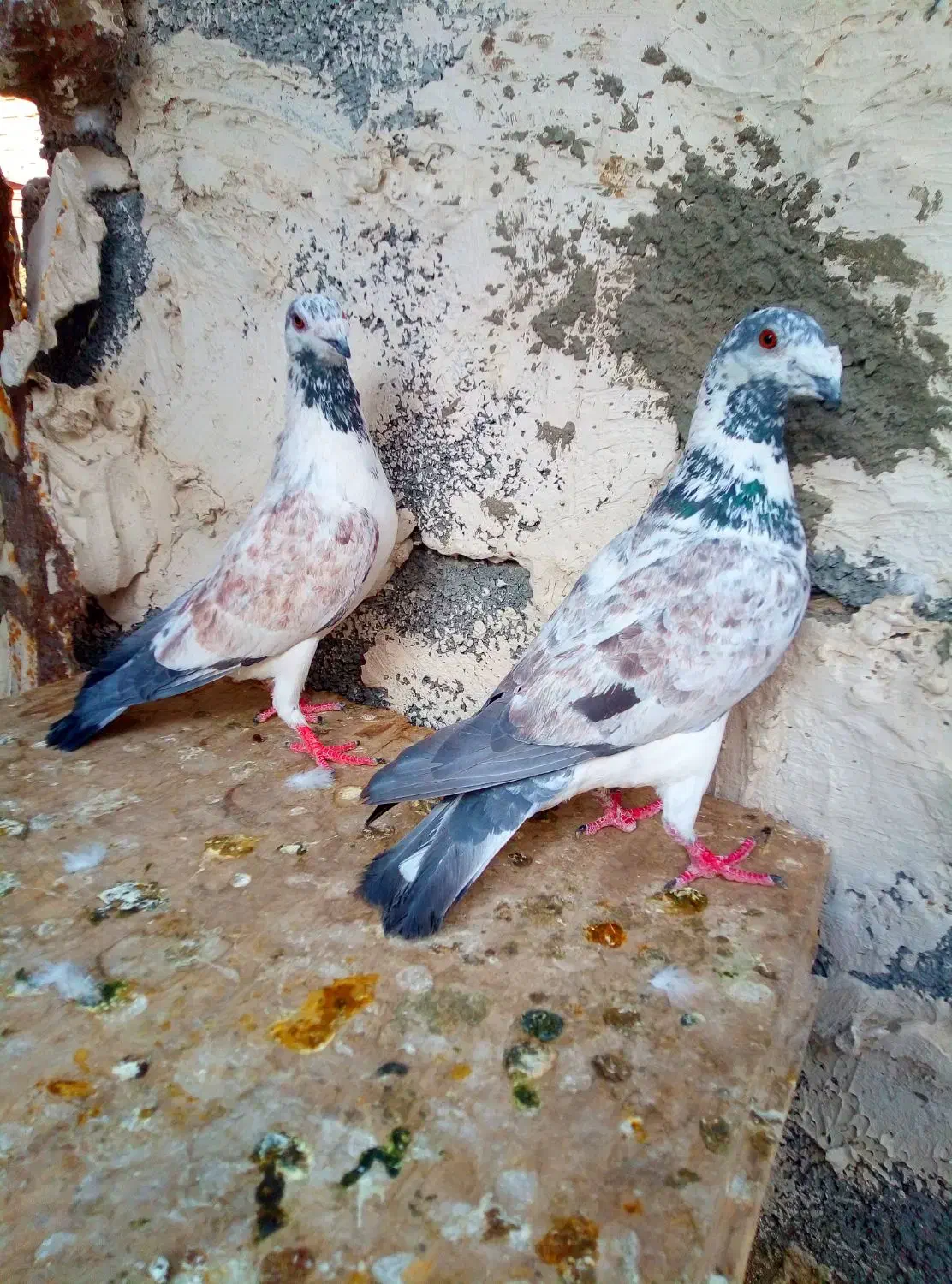 گرگی|پرنده|زاهدان, |دیوار