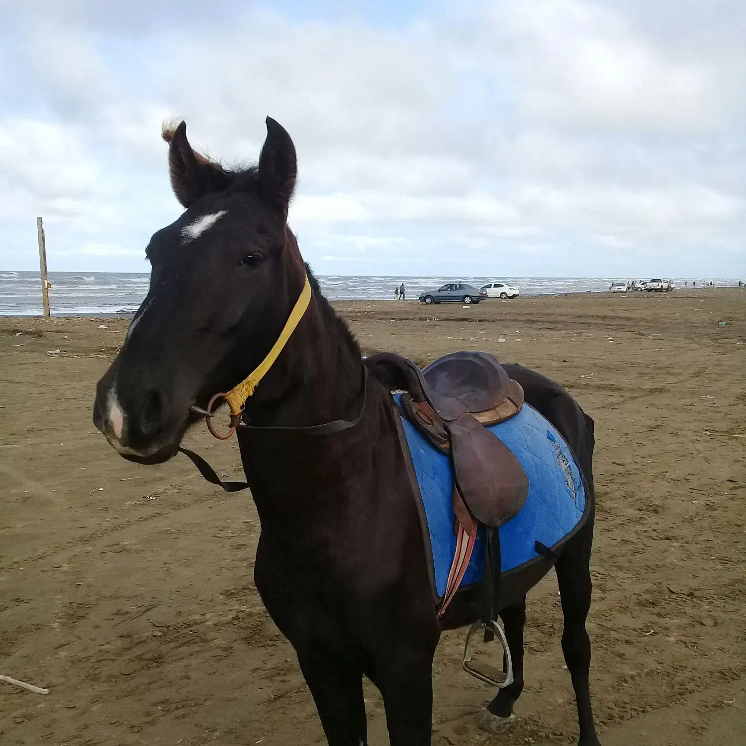 نریون سواری اروم|اسب و تجهیزات اسبسواری|بندر انزلی, نامجو|دیوار