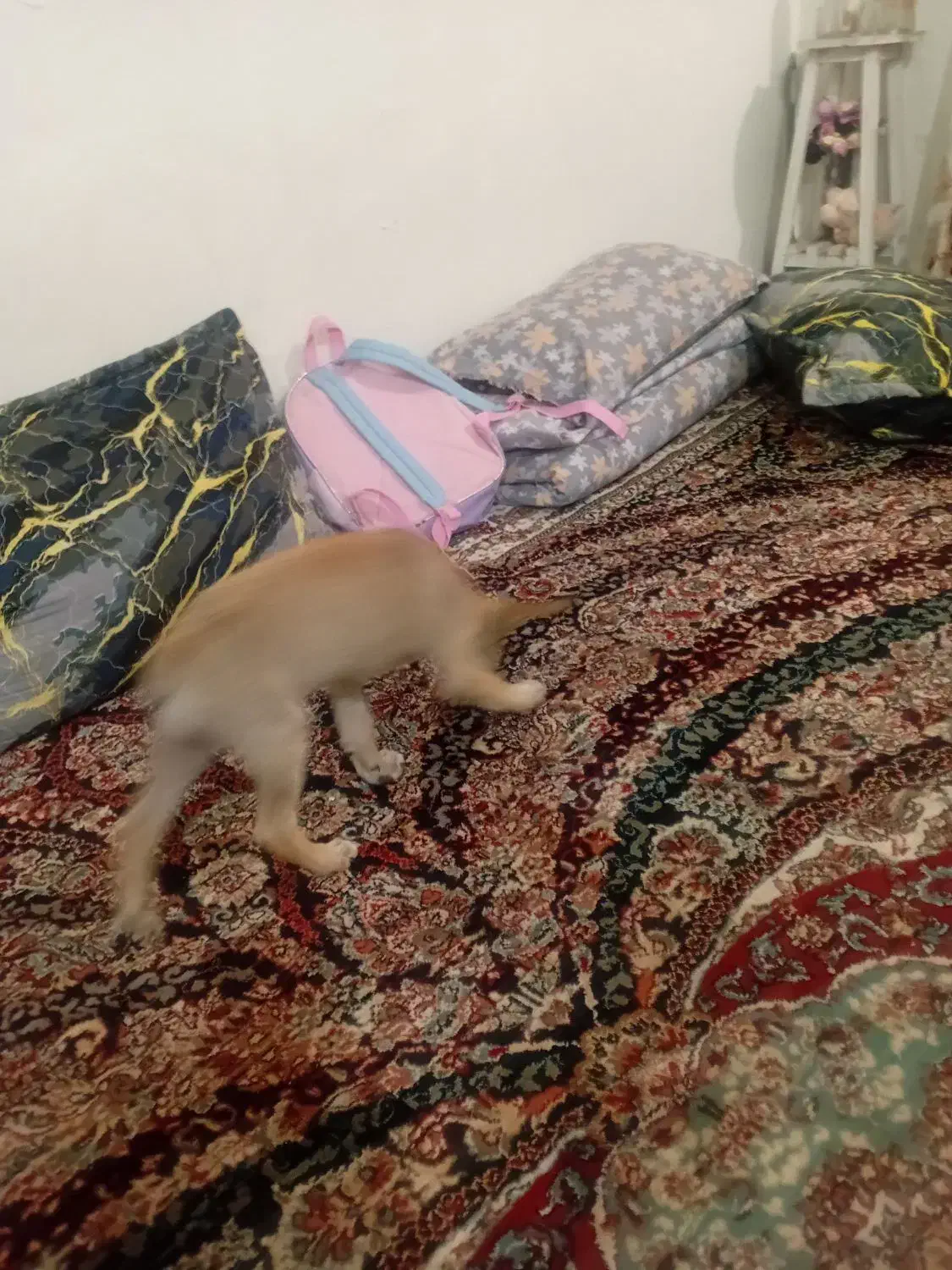 فروش|سگ|پاکدشت, پاکدشت (مامازند)|دیوار