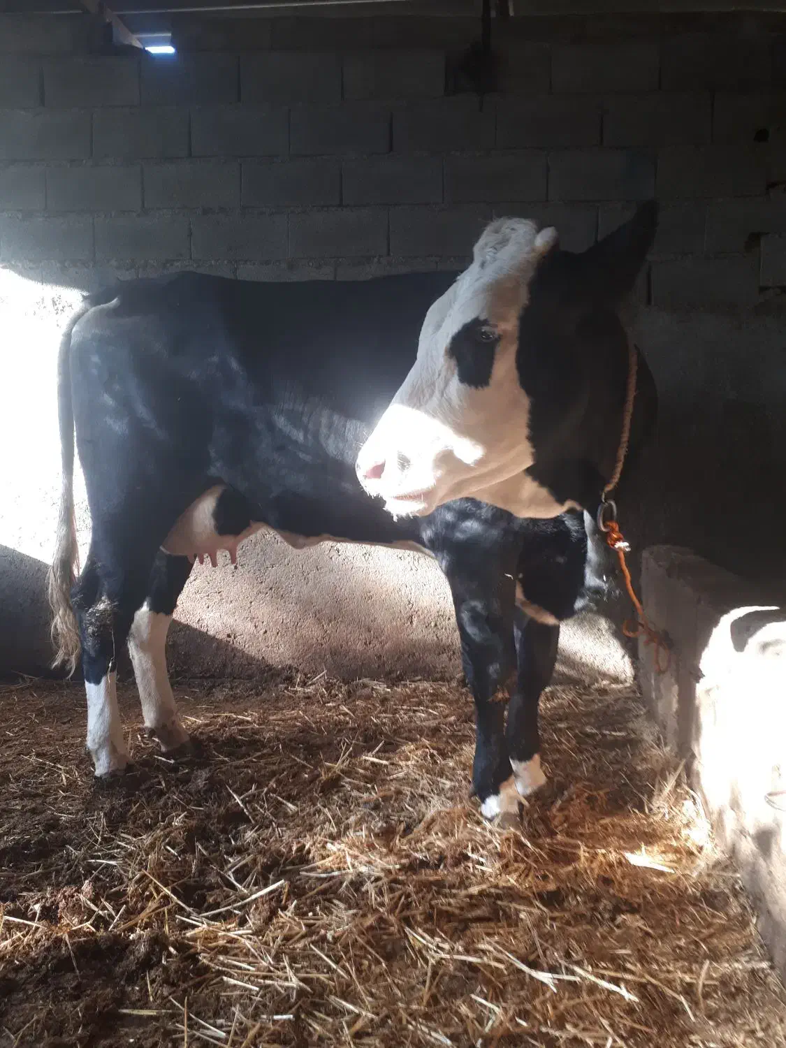 گاو گوساله دار|حیوانات مزرعه|رامیان, |دیوار