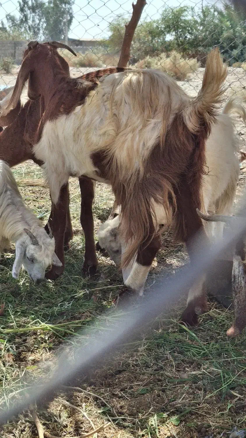 بز فروشی|حیوانات مزرعه|فاریاب, |دیوار