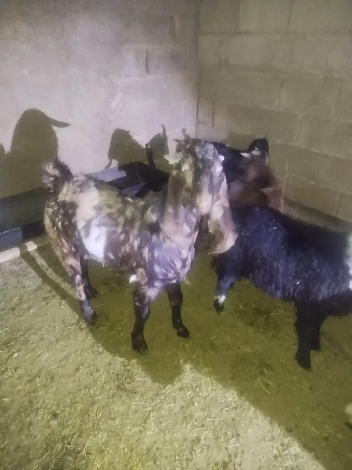 6 عدد بره 1 کهره|حیوانات مزرعه|داراب, |دیوار