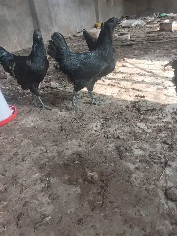 مرغو خروس دزدیده شده|حیوانات|گرگان, |دیوار