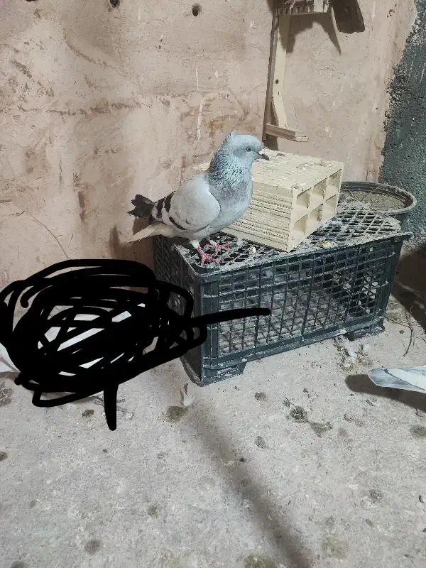 کفتر صید|پرنده|اسفراین, |دیوار