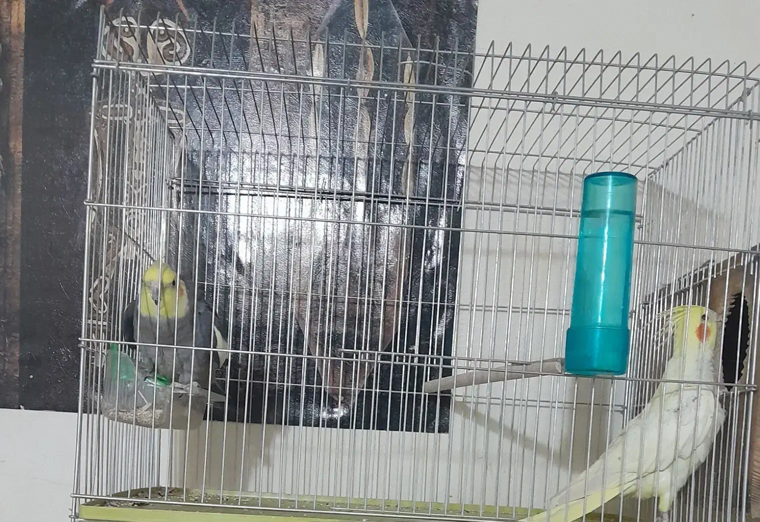 عروس هلندی|پرنده|یاسوج, |دیوار