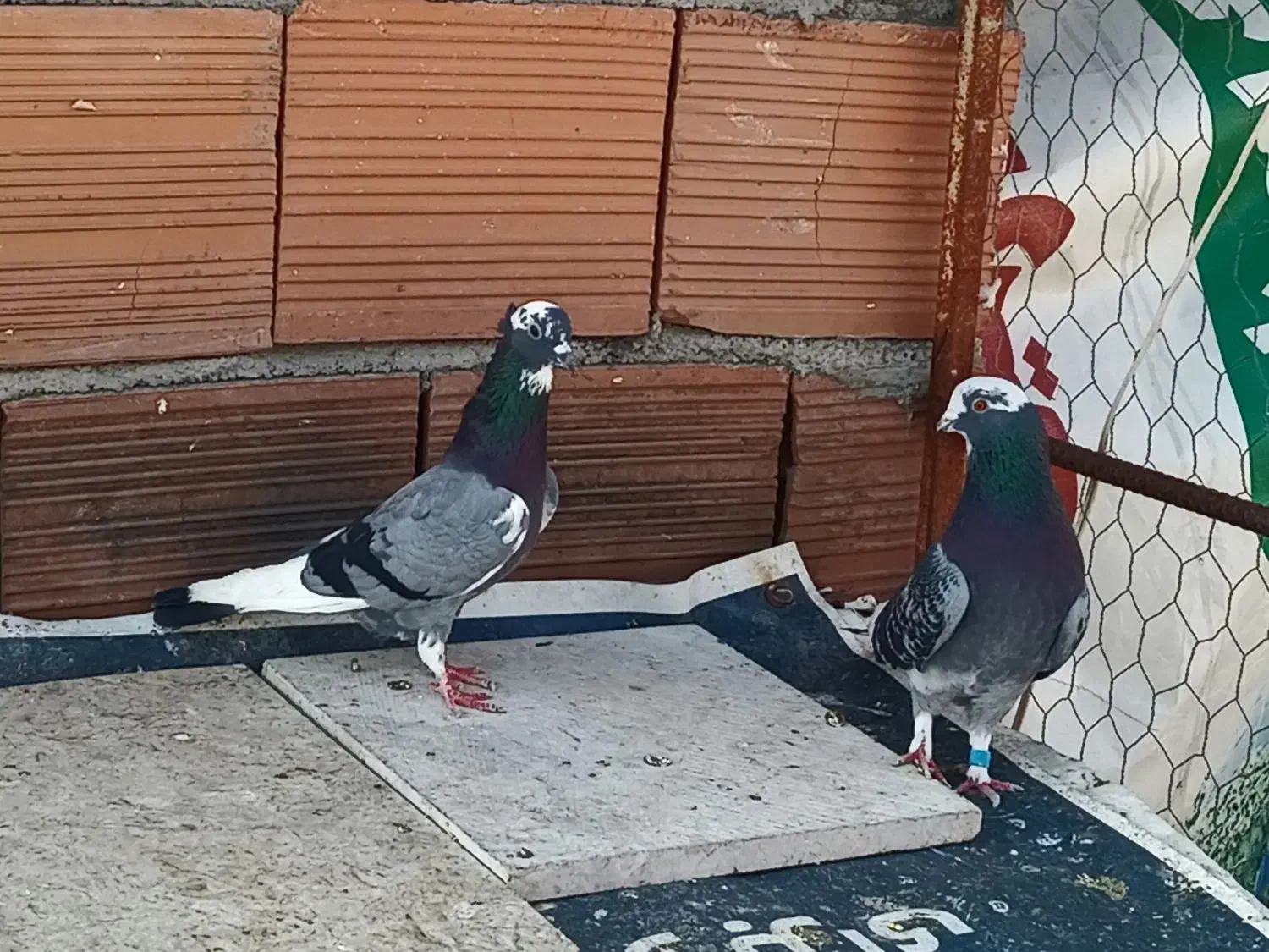 کبوتر پرشی|پرنده|ساری, |دیوار