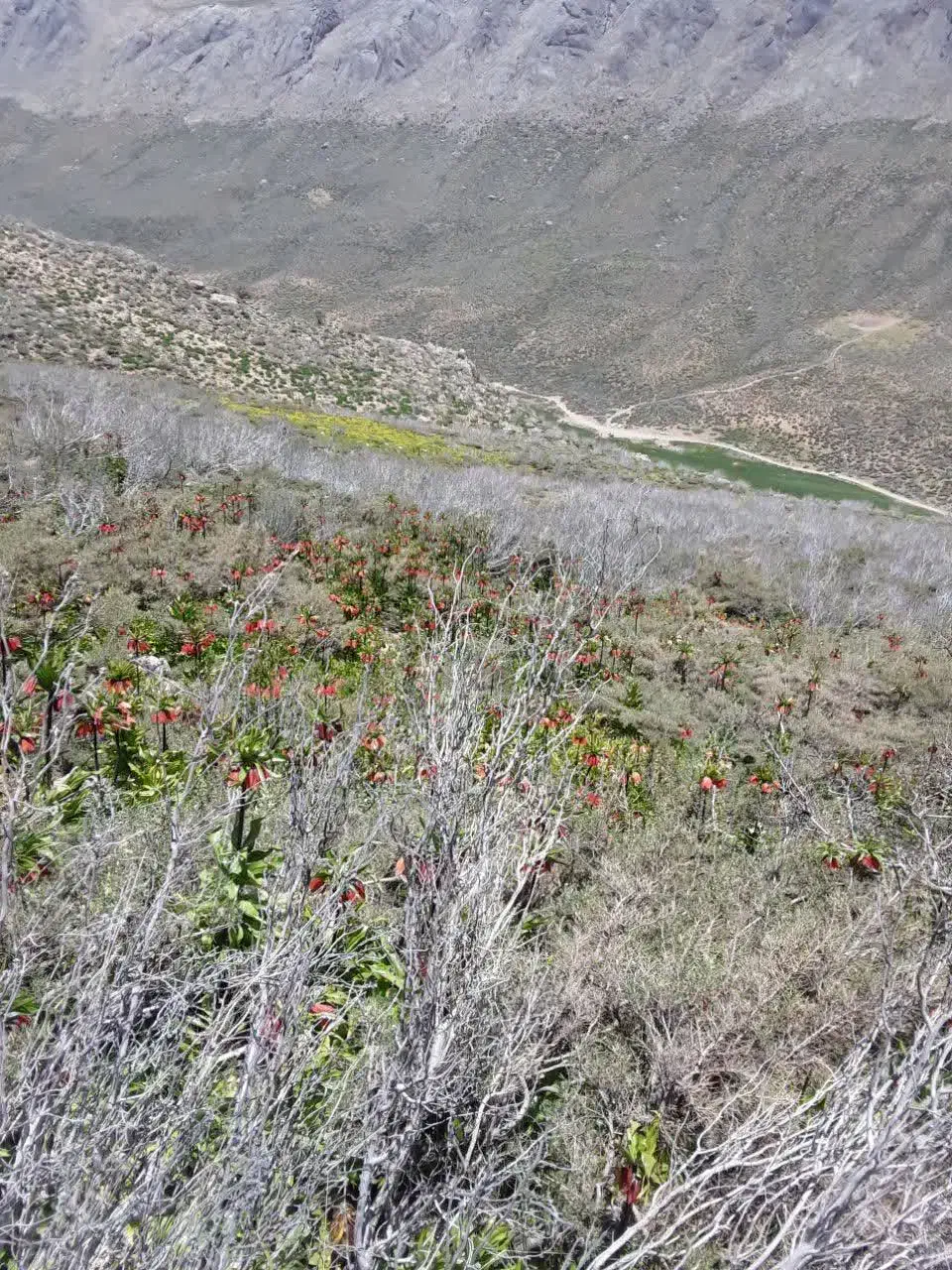 منزل‌مسکونی|فروش خانه و ویلا|داران, |دیوار