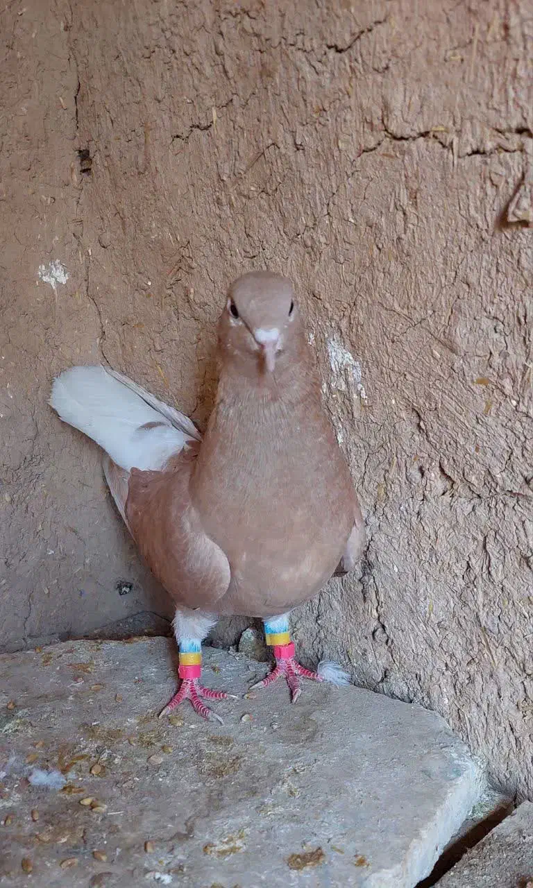 کبوتر|پرنده|دهاقان, |دیوار