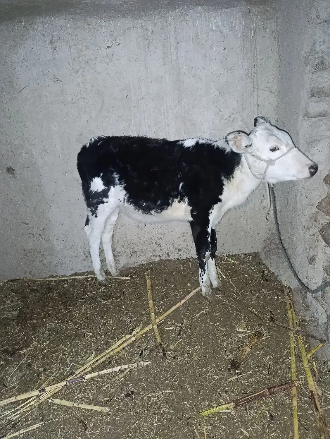 گوساله ماده|حیوانات مزرعه|سراوان, |دیوار