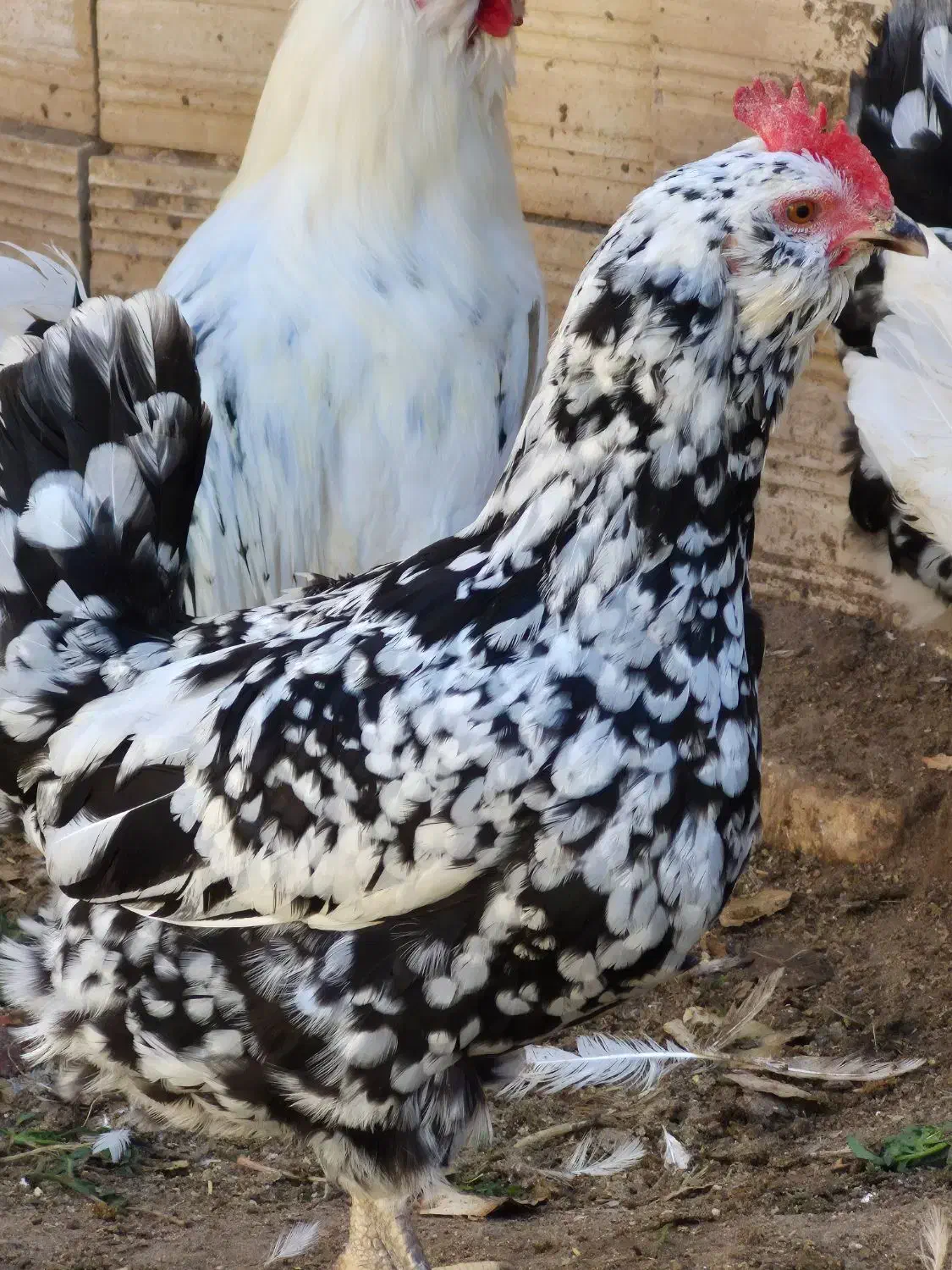 فروش تخم نطفه داره گلین پنگوئنی|حیوانات مزرعه|رفسنجان, |دیوار