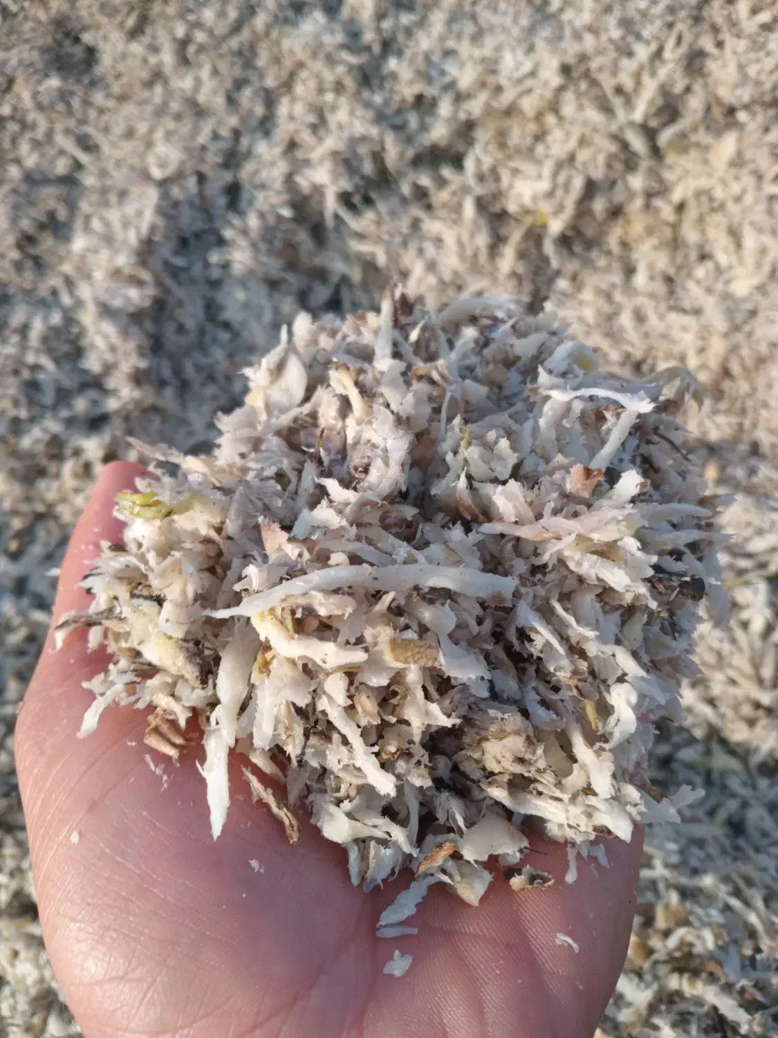 تفاله گوجه|حیوانات مزرعه|تهران, شهرآرا|دیوار