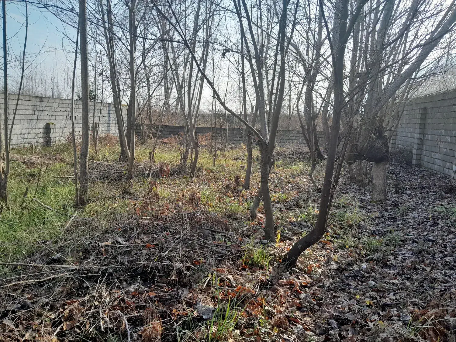 زمین ۳۶۵ متری سند تک برگ نزدیک اتوبان لیالستان|فروش زمین و ملک کلنگی|لاهیجان, لیالستان|دیوار