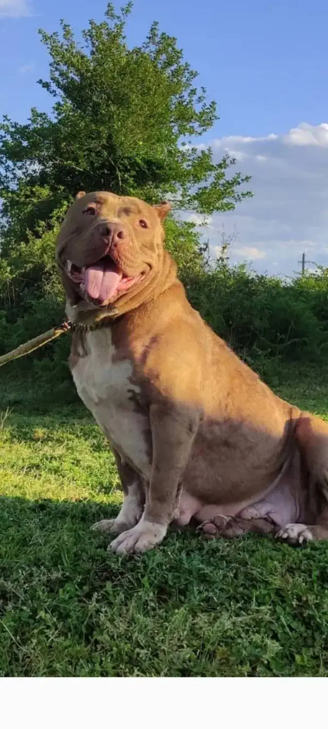 آمریکن بولی ماده سایز استاندارد|سگ|رشت, گلسار|دیوار