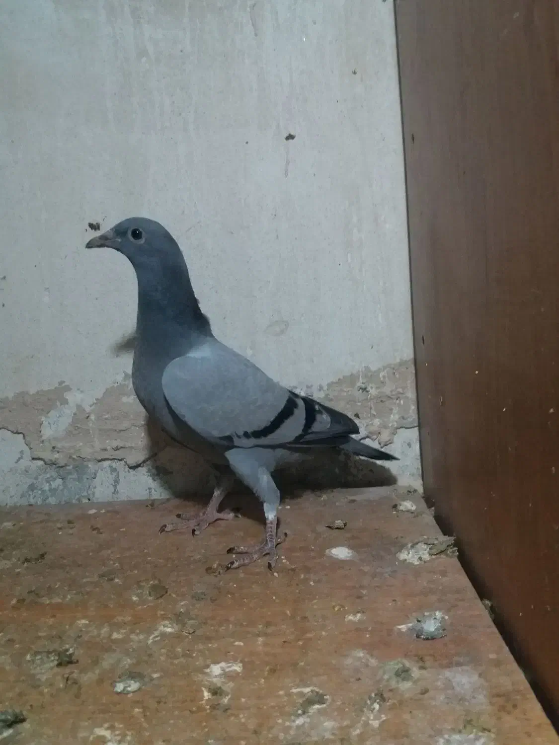 جوجه سبز پلاکی مسافتی|پرنده|مشهد, کارمندان دوم|دیوار