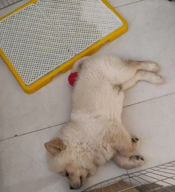 سگ چاو چاو|سگ|اصفهان, عمان سامانی|دیوار