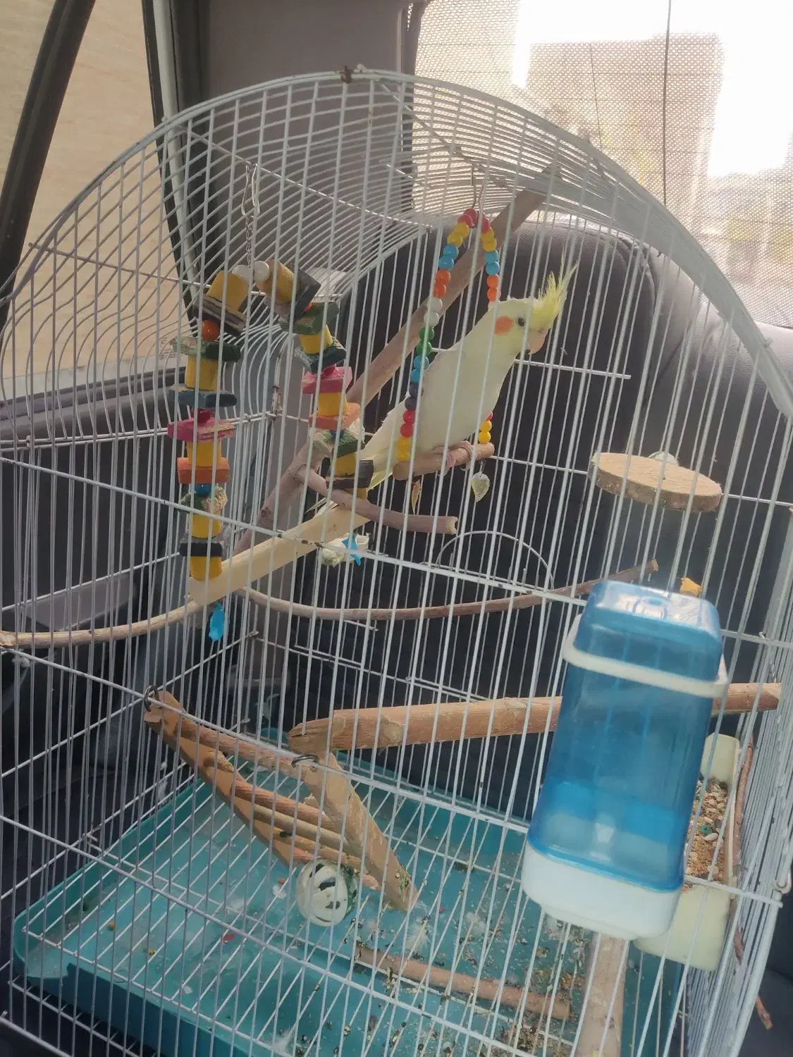 عروس هلندی|پرنده|فردوسیه, |دیوار